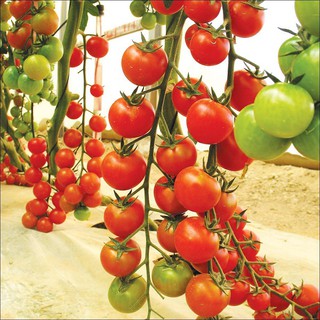 30 hạt giống cà chua chuỗi ngọc