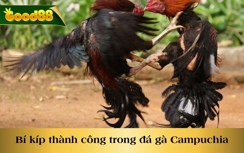 Bí kíp thành công trong đá gà Campuchia 