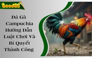 Đá Gà Campuchia - Hướng Dẫn Luật Chơi Và Bí Quyết Thành Công