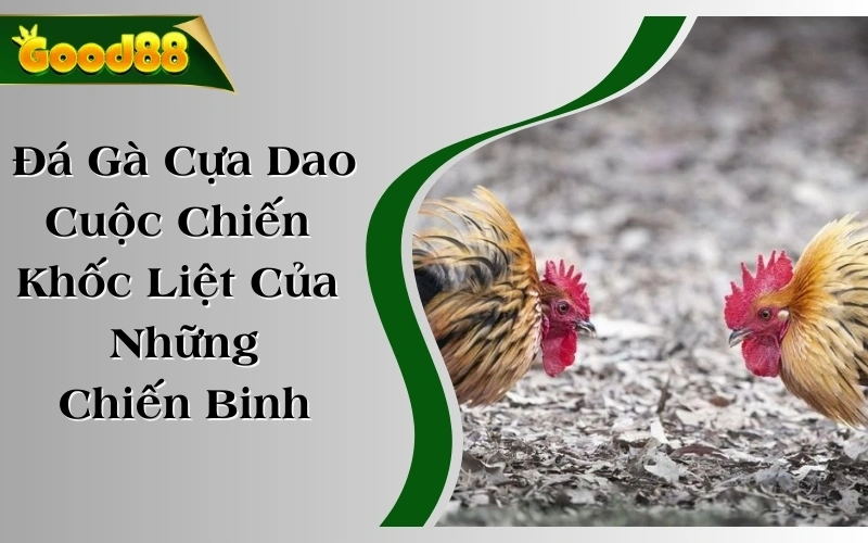 Đá Gà Cựa Dao - Cuộc Chiến Khốc Liệt Của Những Chiến Binh