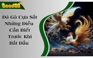 Đá Gà Cựa Sắt - Những Điều Cần Biết Trước Khi Bắt Đầu