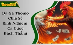 Đá Gà Thomo - Chia Sẻ Kinh Nghiệm Cá Cược Bách Thắng