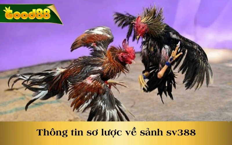 Thông tin sơ lược về sảnh SV388