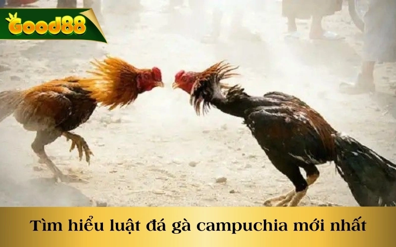 Tìm hiểu chi tiết luật đá gà Campuchia mới nhất