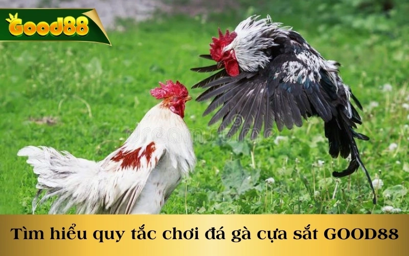 Tìm hiểu quy tắc chơi đá gà cựa sắt GOOD88